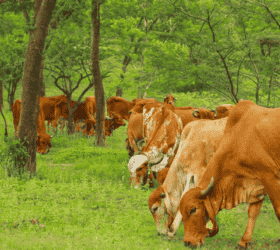 गाय